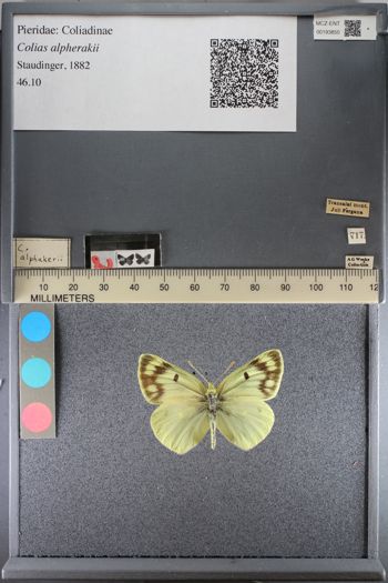 Media type: image;   Entomology 193850